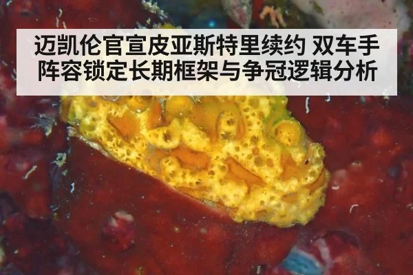 迈凯伦官宣皮亚斯特里续约 双车手阵容锁定长期框架与争冠逻辑分析